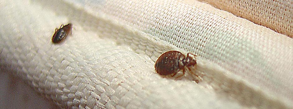 Imagen Control de Plagas