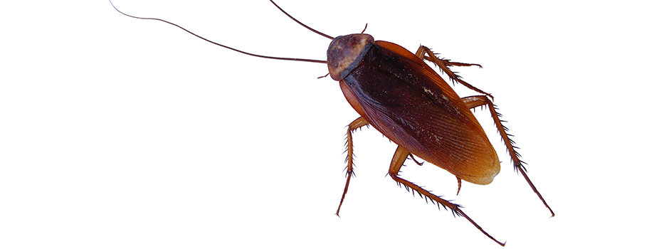 Imagen Control de Plagas