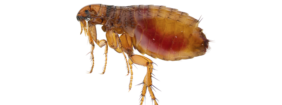 Imagen Control de Plagas