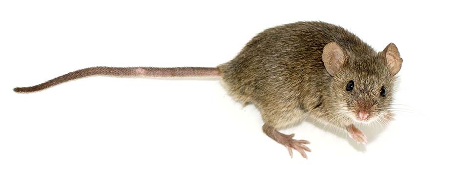 Imagen Control de Plagas